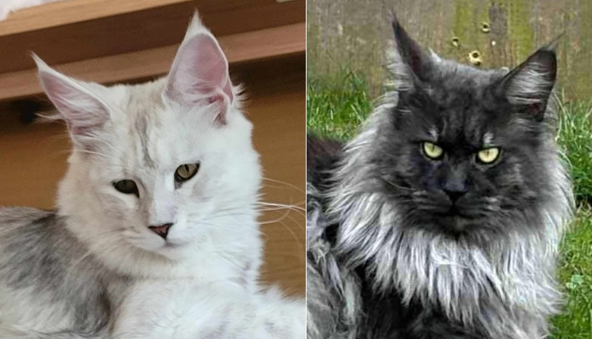 Maine Coon kittens Mazey & Dandy litter