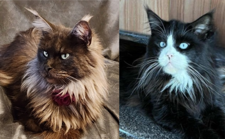 Maine Coon kittens Tanzy & Rauchen litter: ALL Reserved