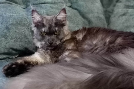 MaineCoonQueenDejaVu4.jpg