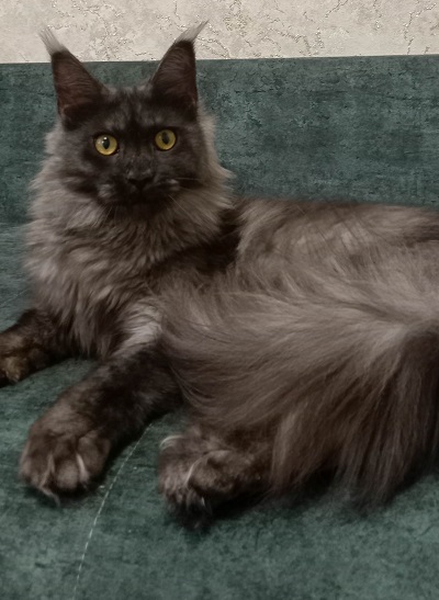 MaineCoonQueenFantasia1.jpg