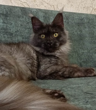 MaineCoonQueenFantasia2.jpg