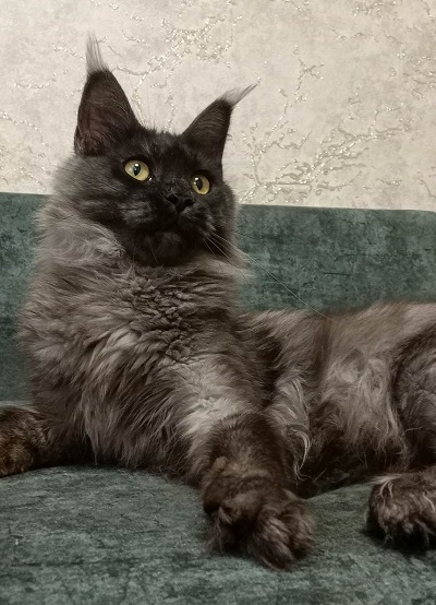 MaineCoonQueenFantasia3.jpg