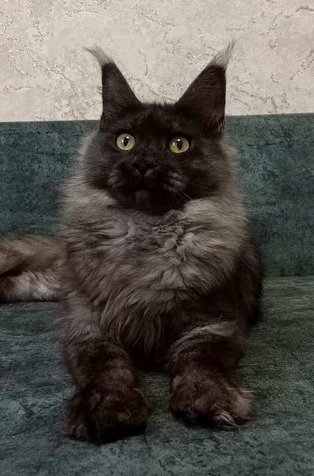 MaineCoonQueenFantasia5.jpg