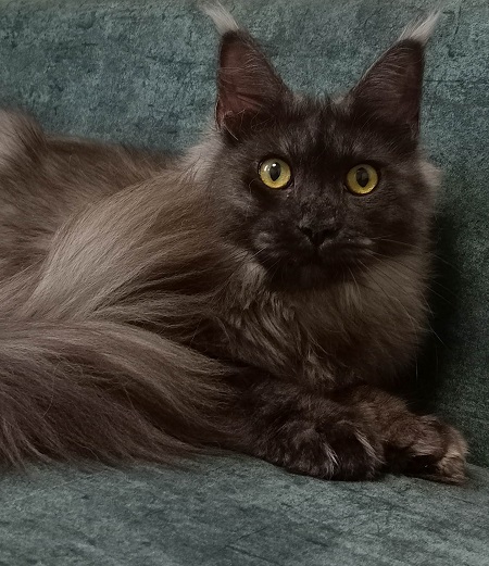 MaineCoonQueenFantasia6.jpg