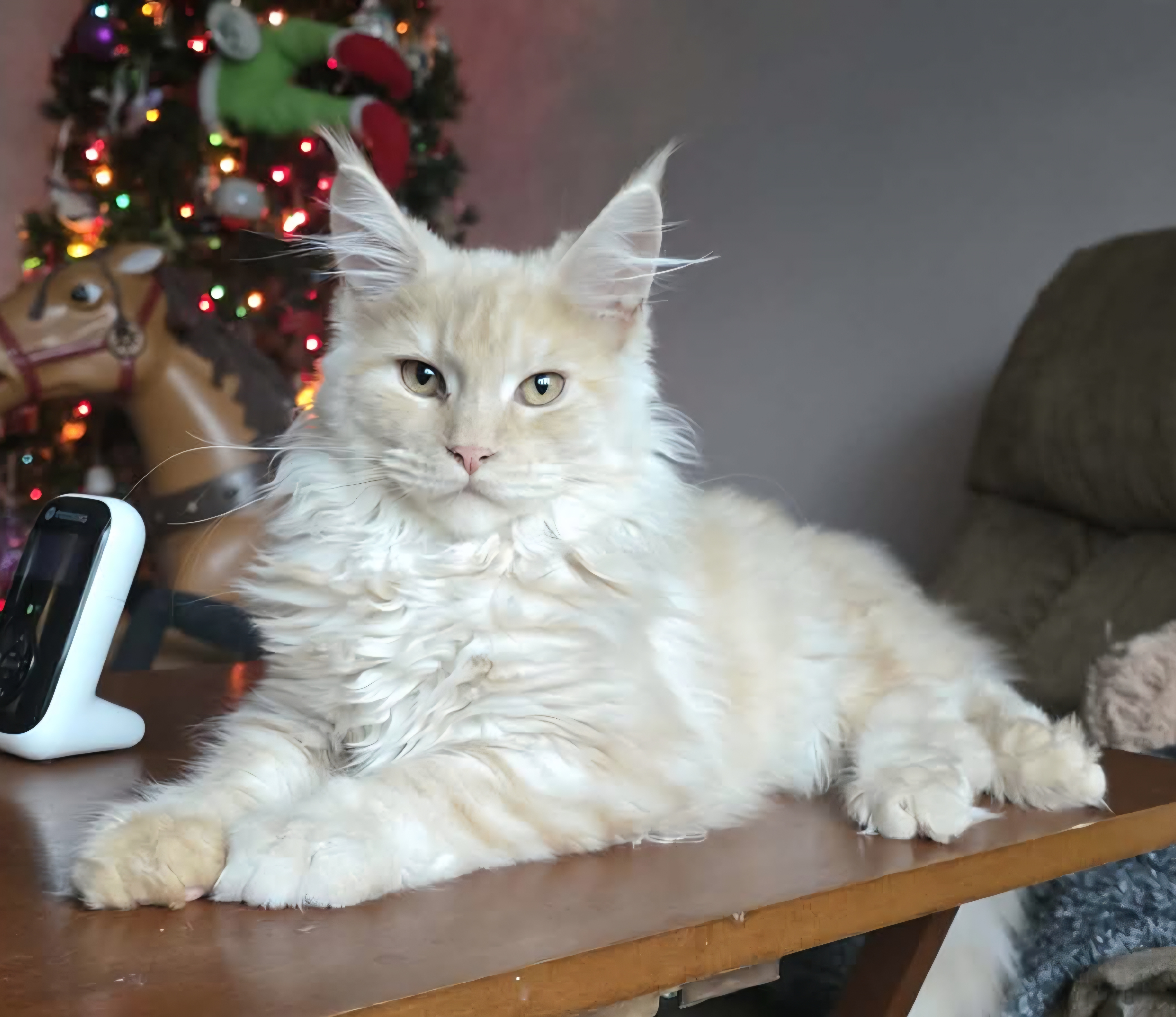 Lady Vol and Za' Merlin Rauchen Maine Coon litter