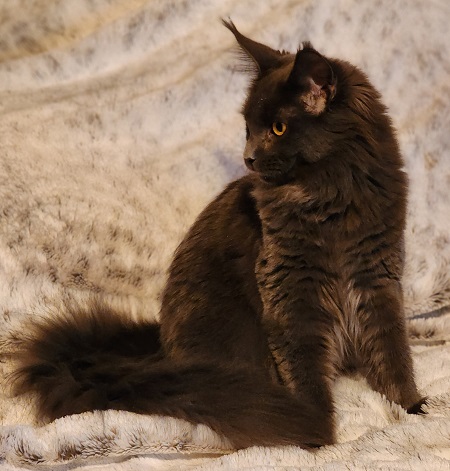 MaineCoonQueenMinuette3.jpg