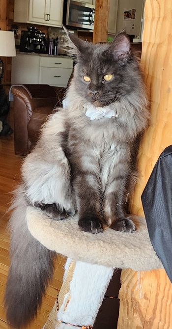 Miss Fortune, affectionate Black Smoke Maine Coon queen