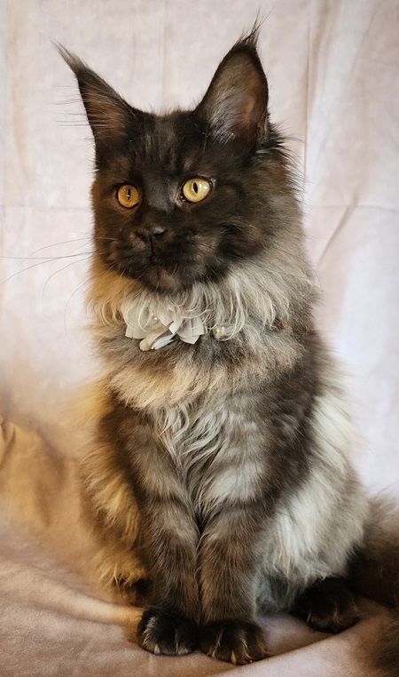 MaineCoonQueenMissFortune6.jpg