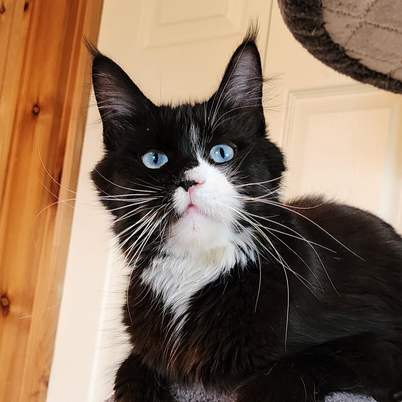 MaineCoonQueenSkyeDancer7.jpg