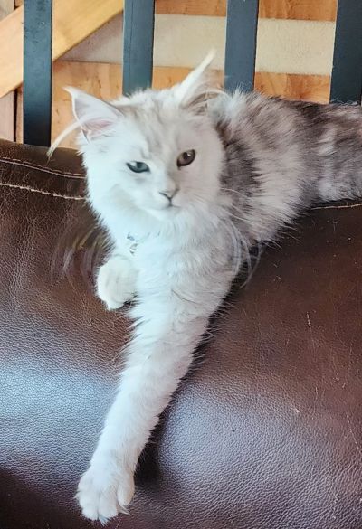 MaineCoonQueenUmayomi2a.jpg