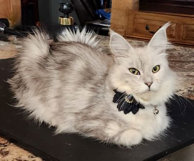 MaineCoonQueenUmayomi3.jpg MaineCoonQueenUmayomi3.jpg