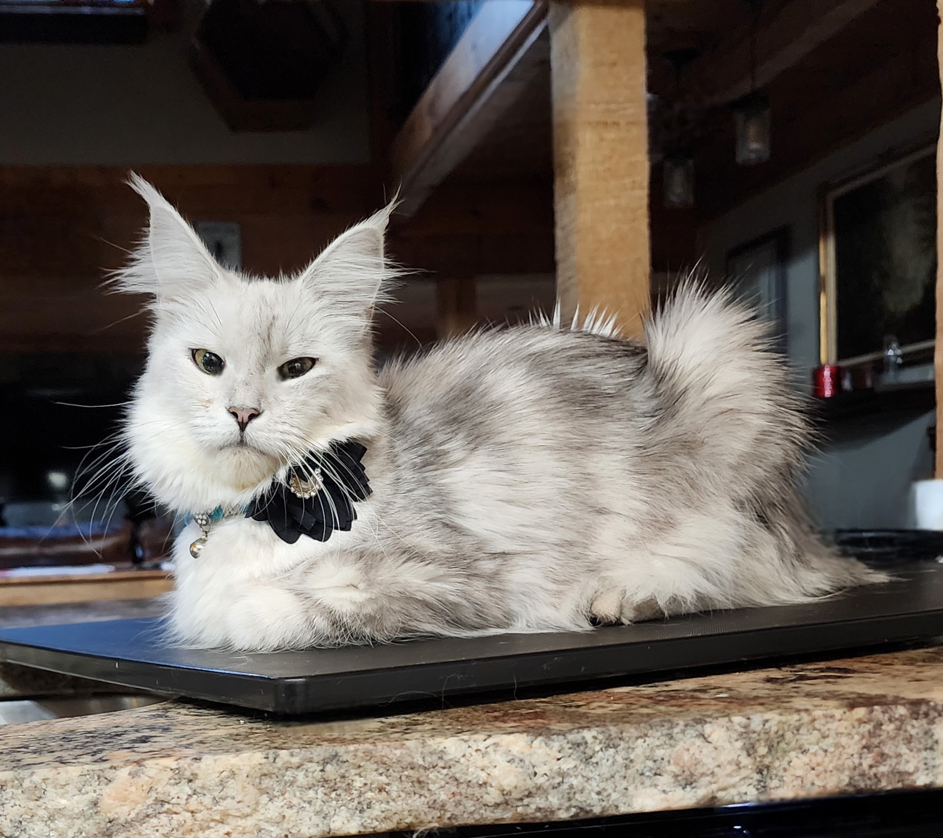 MaineCoonQueenUmayomi5.jpg MaineCoonQueenUmayomi5.jpg