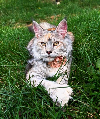 MaineCoonQueenWrenlee1.jpg.jpg.jpeg