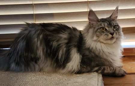 MaineCoonQueenZaida2.jpg