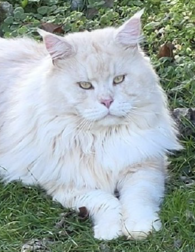 Emilien Akoni Maine Coon Sire