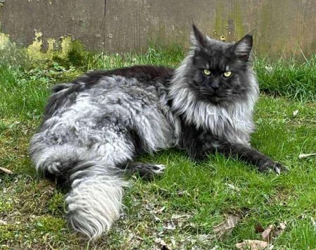 Maine Coon sire Dandy