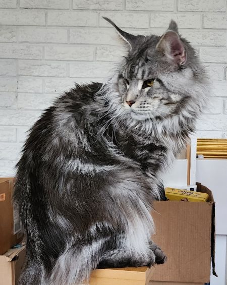 MaineCoonSireEmrys24.jpg