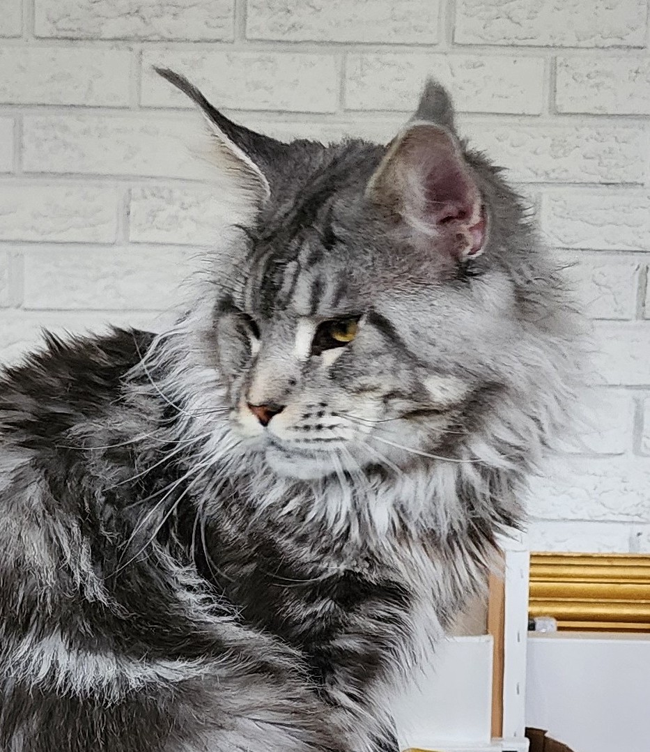Emrys Myrddin Maine Coon photo 6