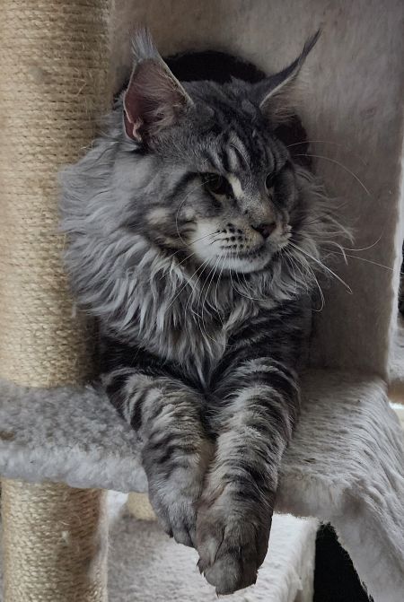 Emrys Myrddin Maine Coon photo 2