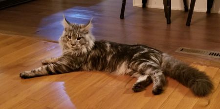 MaineCoonSireEmrys28.jpg