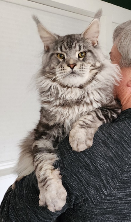 MaineCoonSireEmrys7.jpg