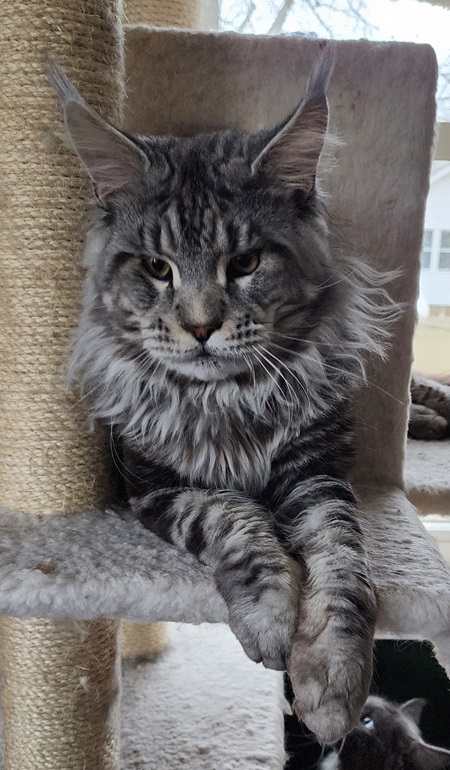 MaineCoonSireEmrys9.jpg