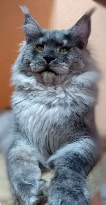 MaineCoonSireEmrysFather.jpg