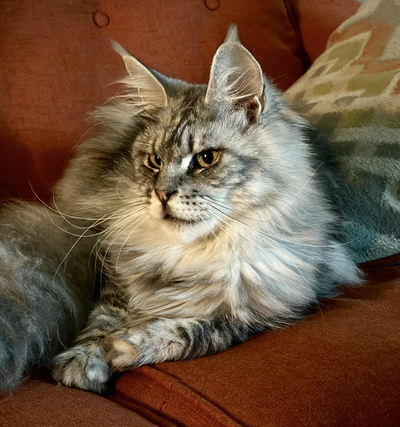 MaineCoon_QueenNissi4.jpg