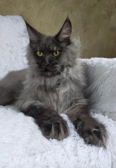 Maine_Coon_Kitten_Sire_Dandy1.jpg