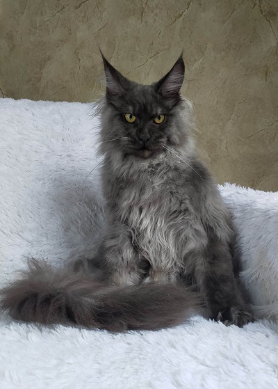 Maine_Coon_Kitten_Sire_Dandy2.jpg