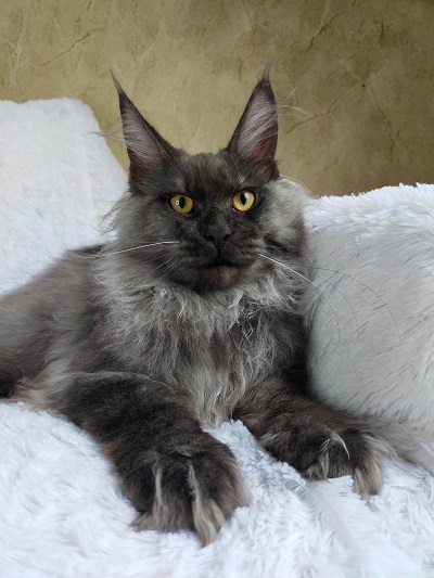 Maine_Coon_Kitten_Sire_Dandy3.jpg