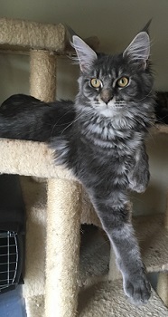 Maine_Coon_Queen_Raphosdy_3