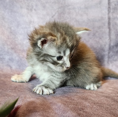 MainecoonKittenMazeyDandy04042025FBlack12.jpg