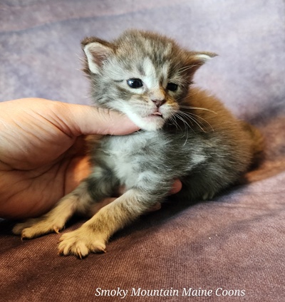 MainecoonKittenMazeyDandy04042025FBlack13.jpg