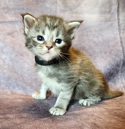 MainecoonKittenMazeyDandy04042025FBlack14.jpg