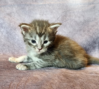 MainecoonKittenMazeyDandy04042025FBlack15.jpg