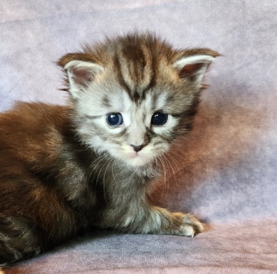 MainecoonKittenMazeyDandy04042025FDkPurple12.jpg