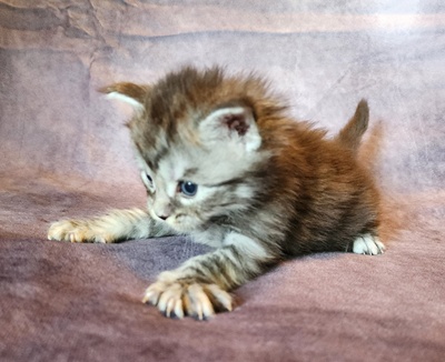MainecoonKittenMazeyDandy04042025FDkPurple13.jpg