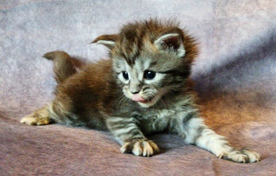MainecoonKittenMazeyDandy04042025FDkPurple15.jpg
