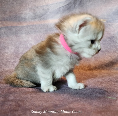 MainecoonKittenMazeyDandy04042025FPink10.jpg