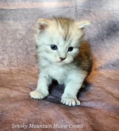 MainecoonKittenMazeyDandy04042025FPink11.jpg