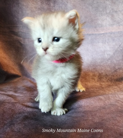 MainecoonKittenMazeyDandy04042025FPink9.jpg