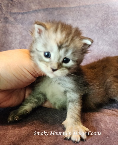MainecoonKittenMazeyDandy04042025FWhite15.jpg