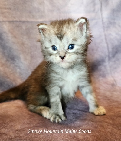 MainecoonKittenMazeyDandy04042025MBlue14.jpg