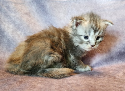 MainecoonKittenMazeyDandy04042025MBlue12.jpg