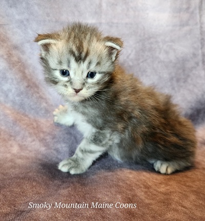 MainecoonKittenMazeyDandy04042025MBlue13.jpg