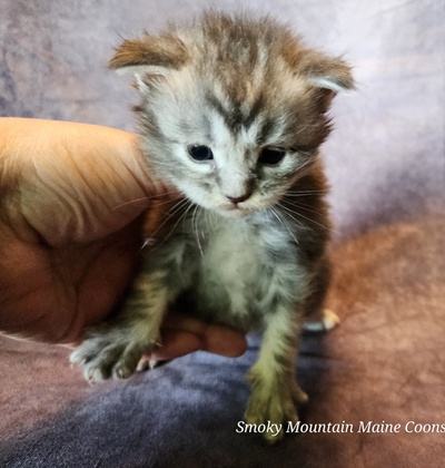 MainecoonKittenMazeyDandy04042025MBlue14.jpg
