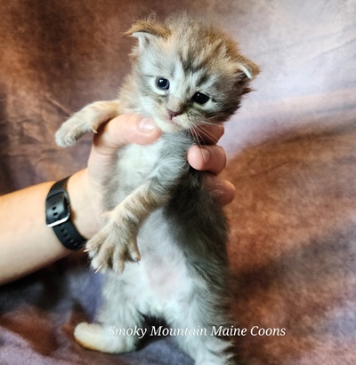MainecoonKittenMazeyDandy04042025MBlue14.jpg