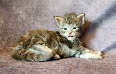 MainecoonKittenMazeyDandy04042025MGreen11.jpg