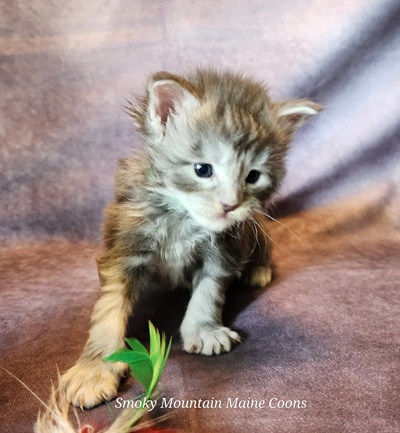 MainecoonKittenMazeyDandy04042025MGreen12.jpg
